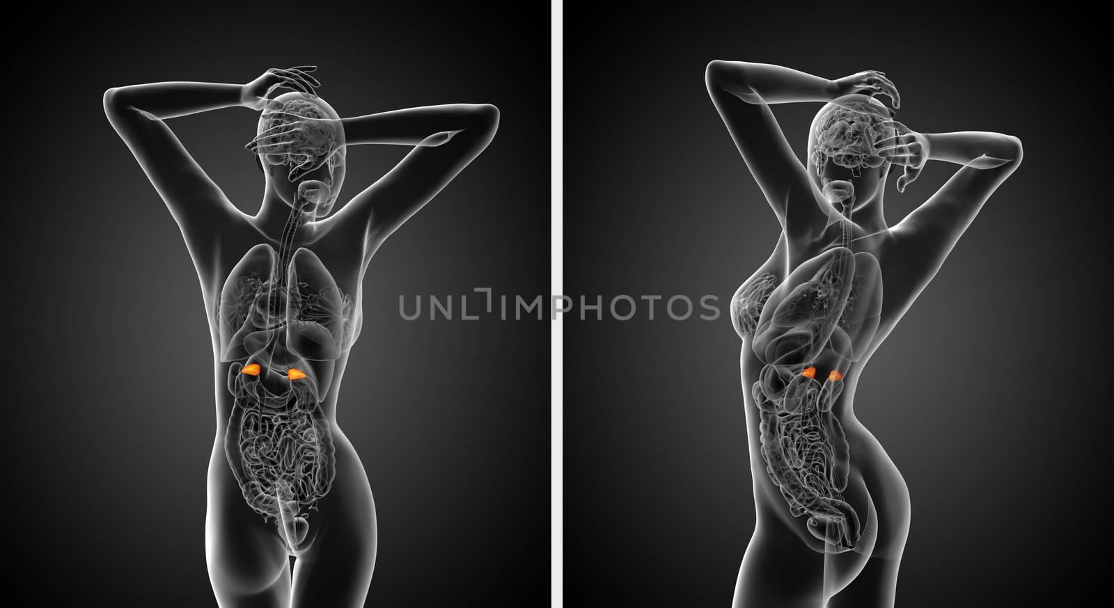 3d rendering  medical illustration of the adrenal 