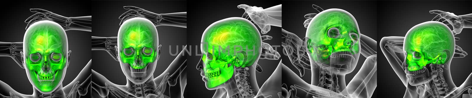 3d rendering medical illustration of the human skull 