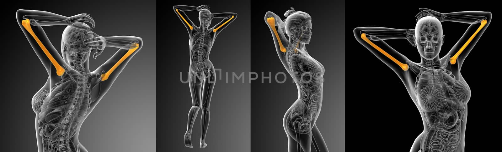 3d rendering medical illustration of the humerus bone