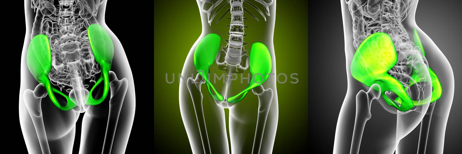3d rendering medical illustration of the pelvis bone  by maya2008