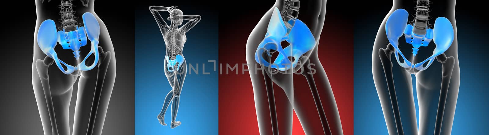 3D rendering medical illustration of the pelvis bone