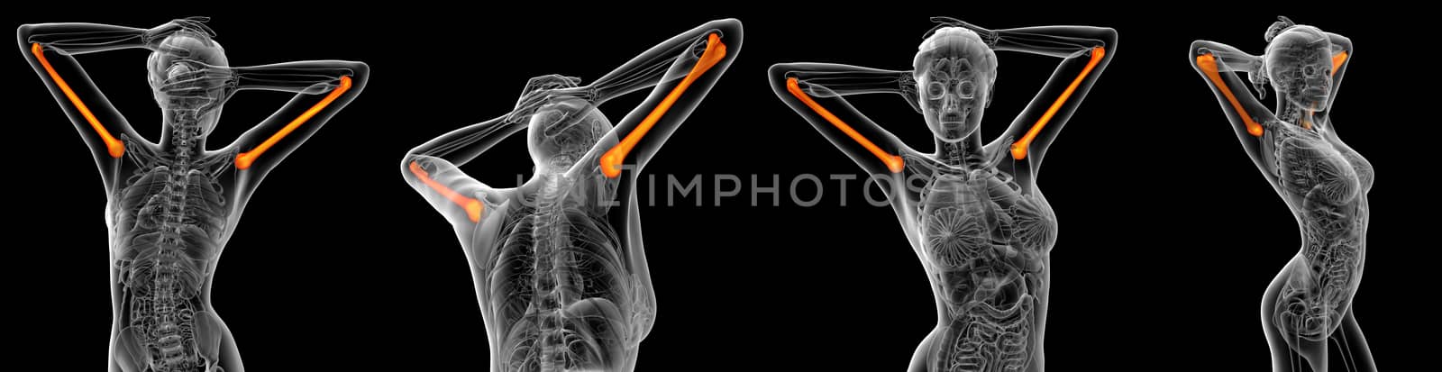 3d rendering medical illustration of the humerus bone 