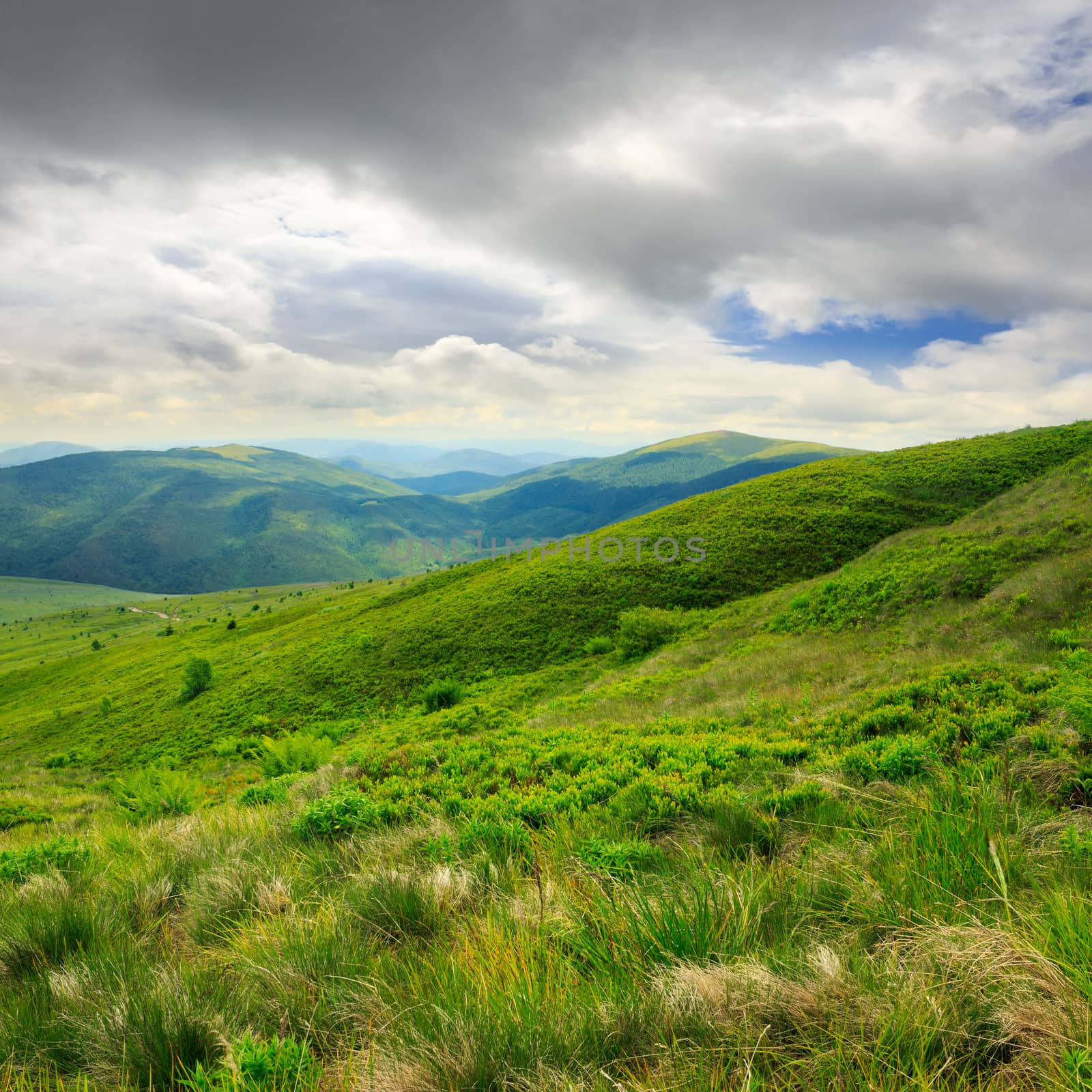 wild plants in tall grass at the top of the mountain at sunrise