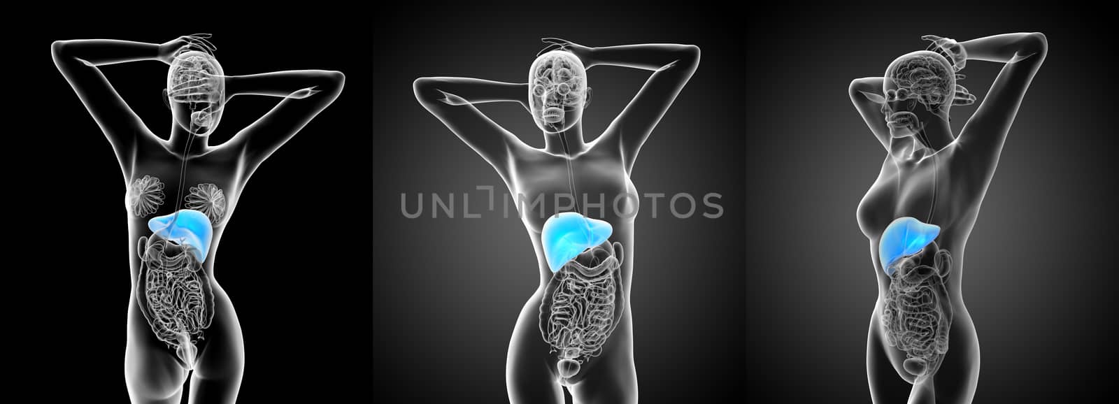 3d rendering medical illustration of the liver 
