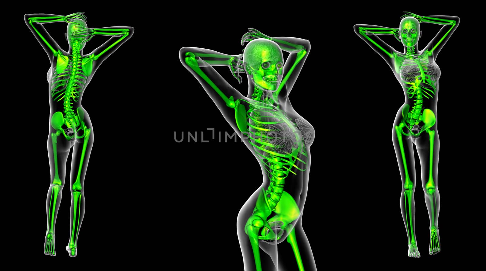 3d rendering medical illustration of the skeleton
