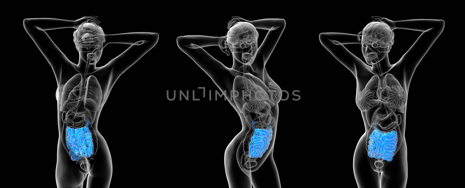 3d rendering medical illustration of the human small intestine