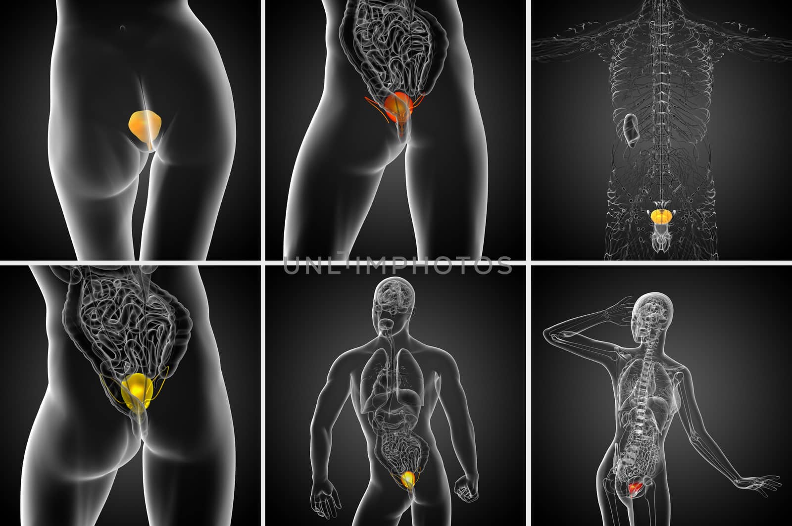 3d rendering medical illustration of the bladder