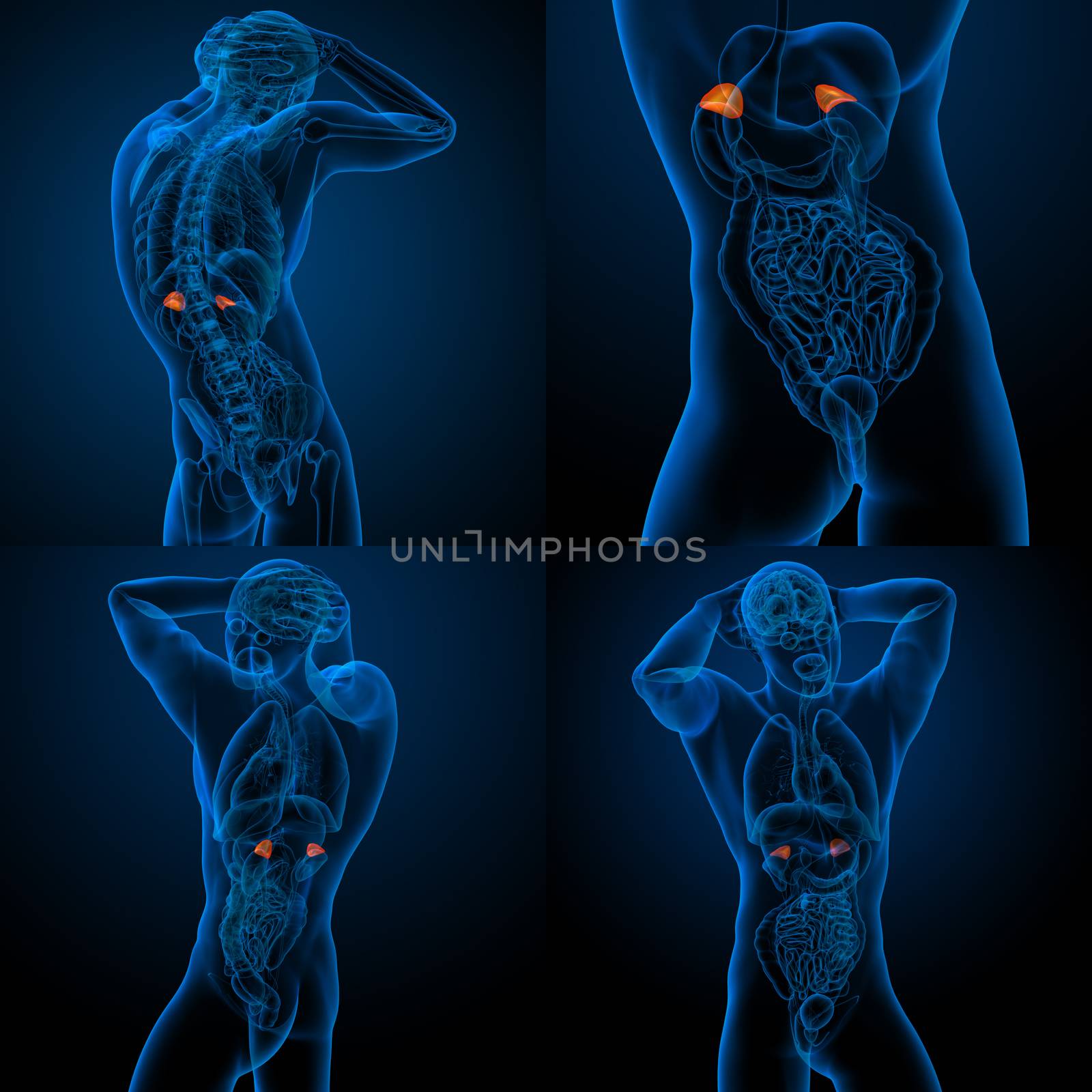 3d rendering illustration of the human adrenal 