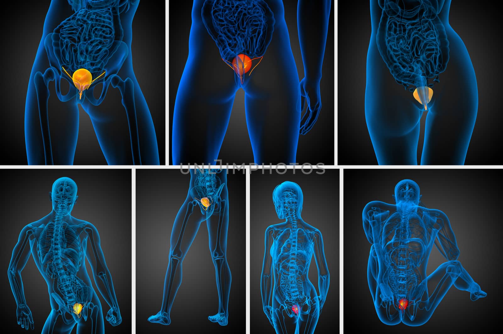 3d rendering medical illustration of the bladder 