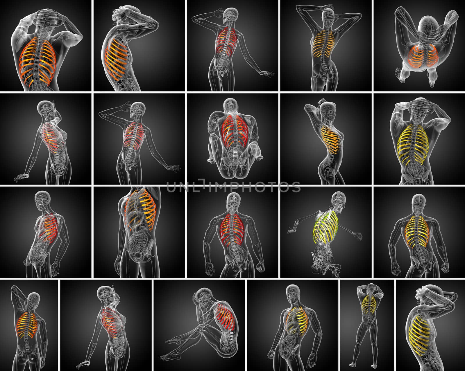 3d rendering medical illustration of the ribcage