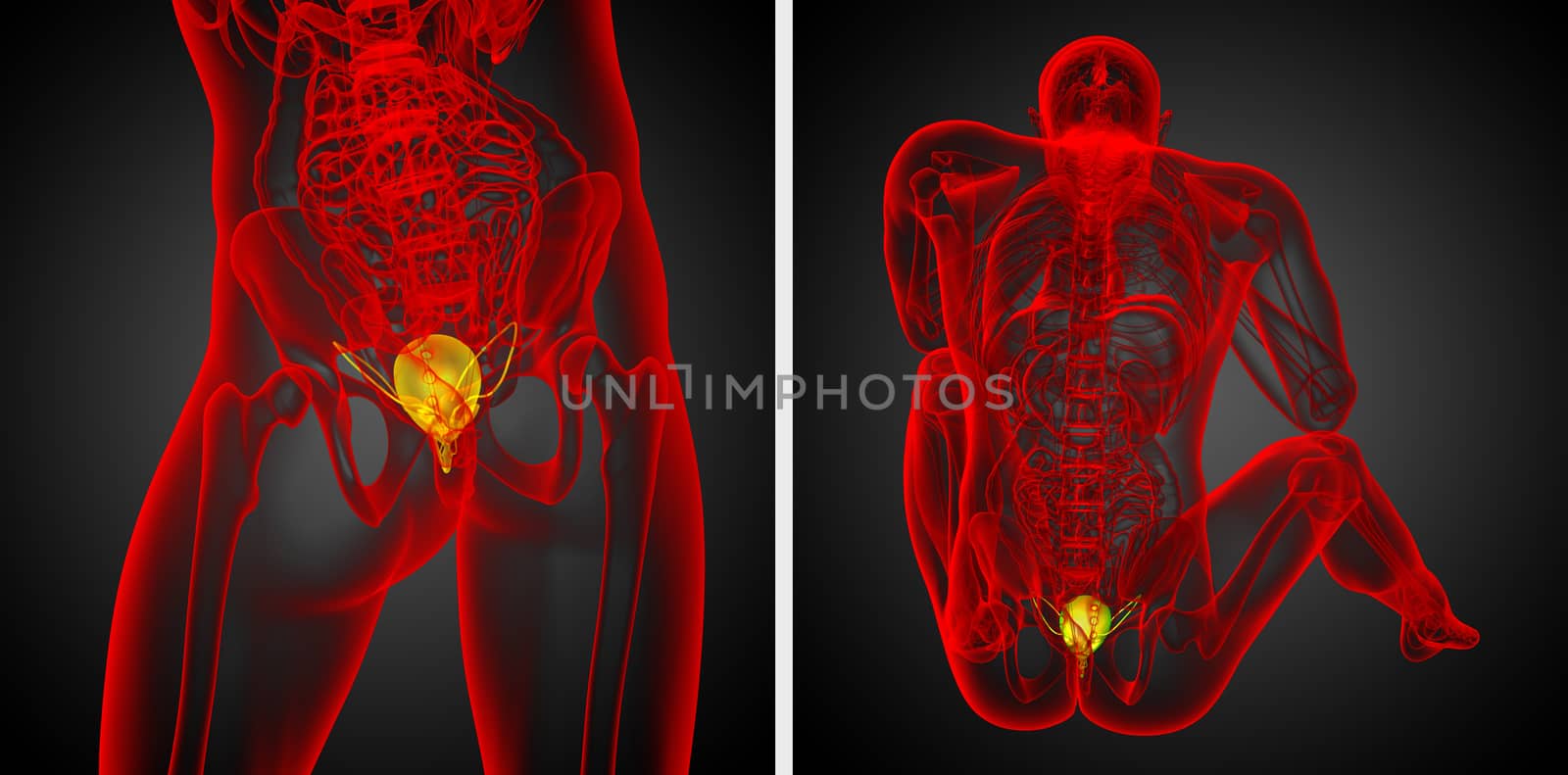 3d rendering  medical illustration of the bladder 