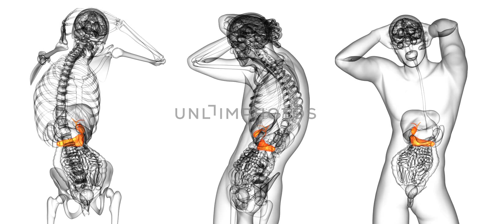 3d rendering medical illustration of the gallblader and pancrease 