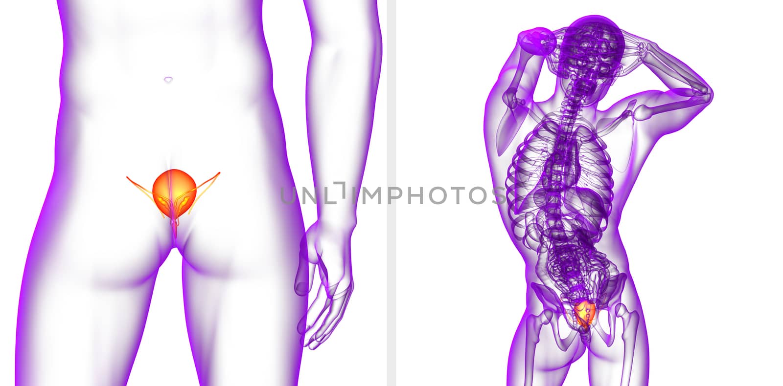 3d rendering medical illustration of the bladder  by maya2008