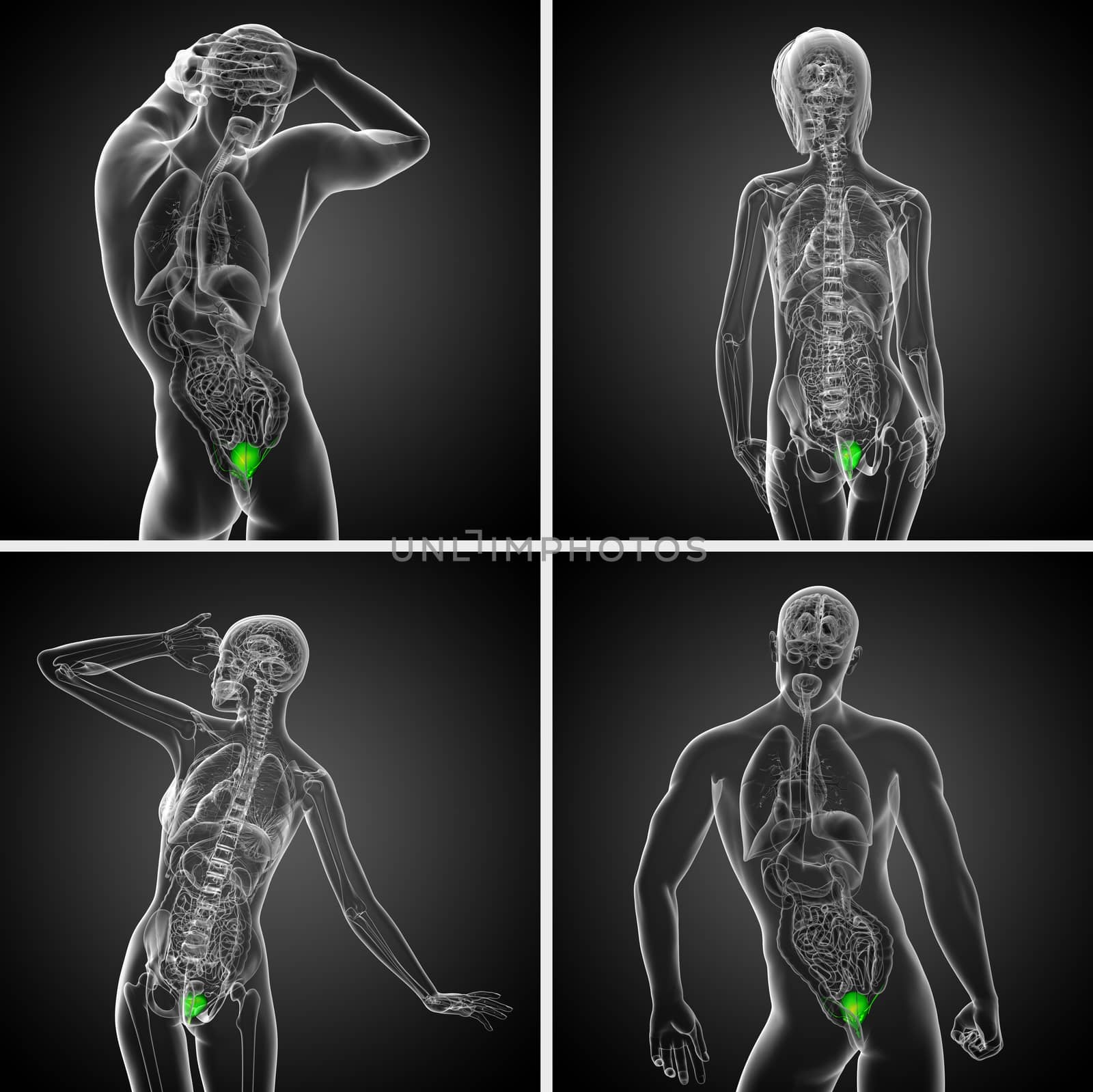 3d rendering medical illustration of the bladder