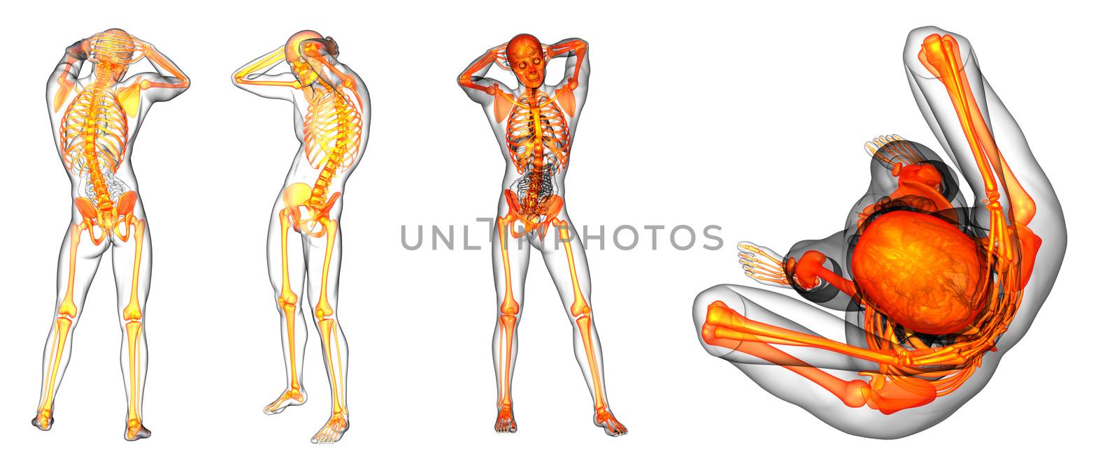 3d rendering medical illustration of the human skeleton