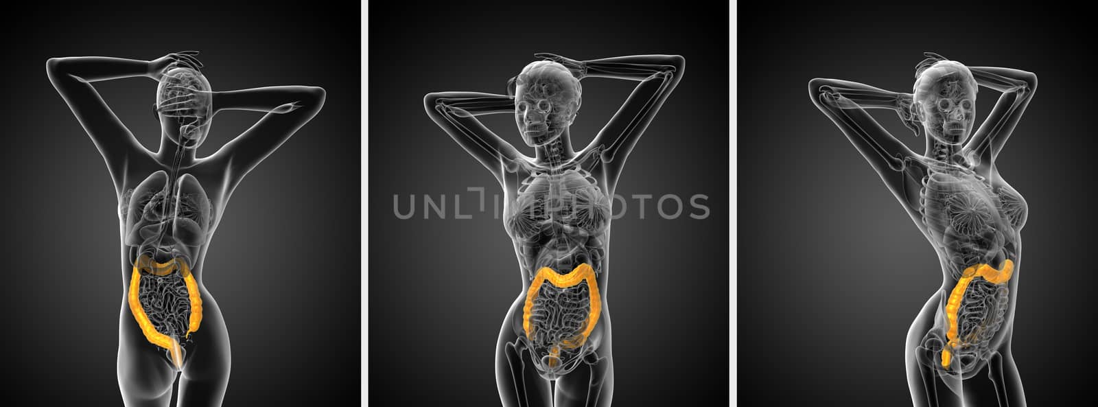 3d rendering human digestive system large intestine by maya2008