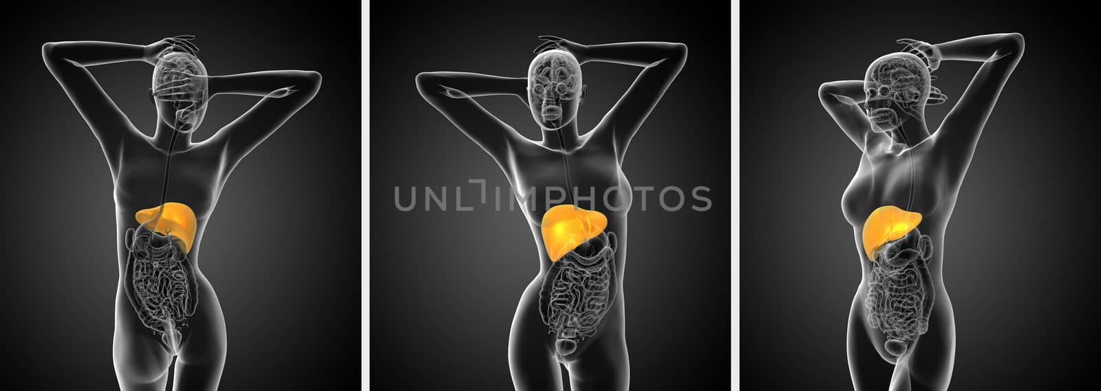 3d rendering medical illustration of the human digestive system 