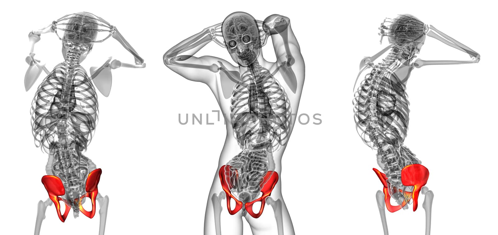 3d rendering medical illustration of the pelvis bone by maya2008