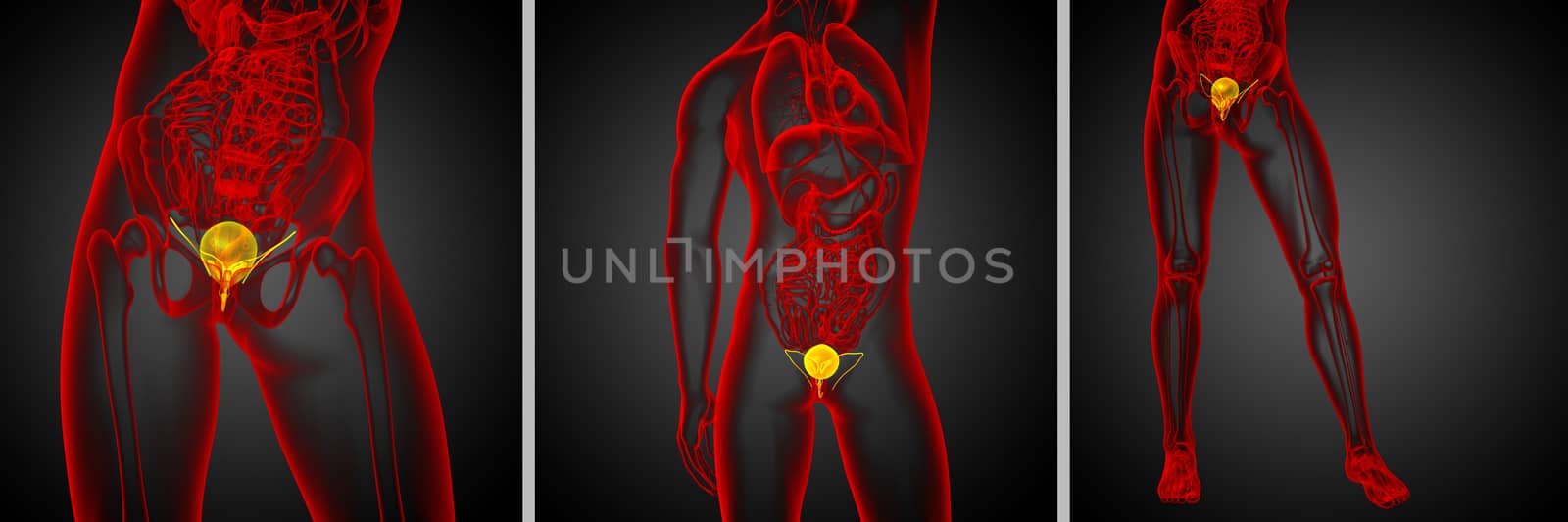 3d rendering medical illustration of the bladder  by maya2008