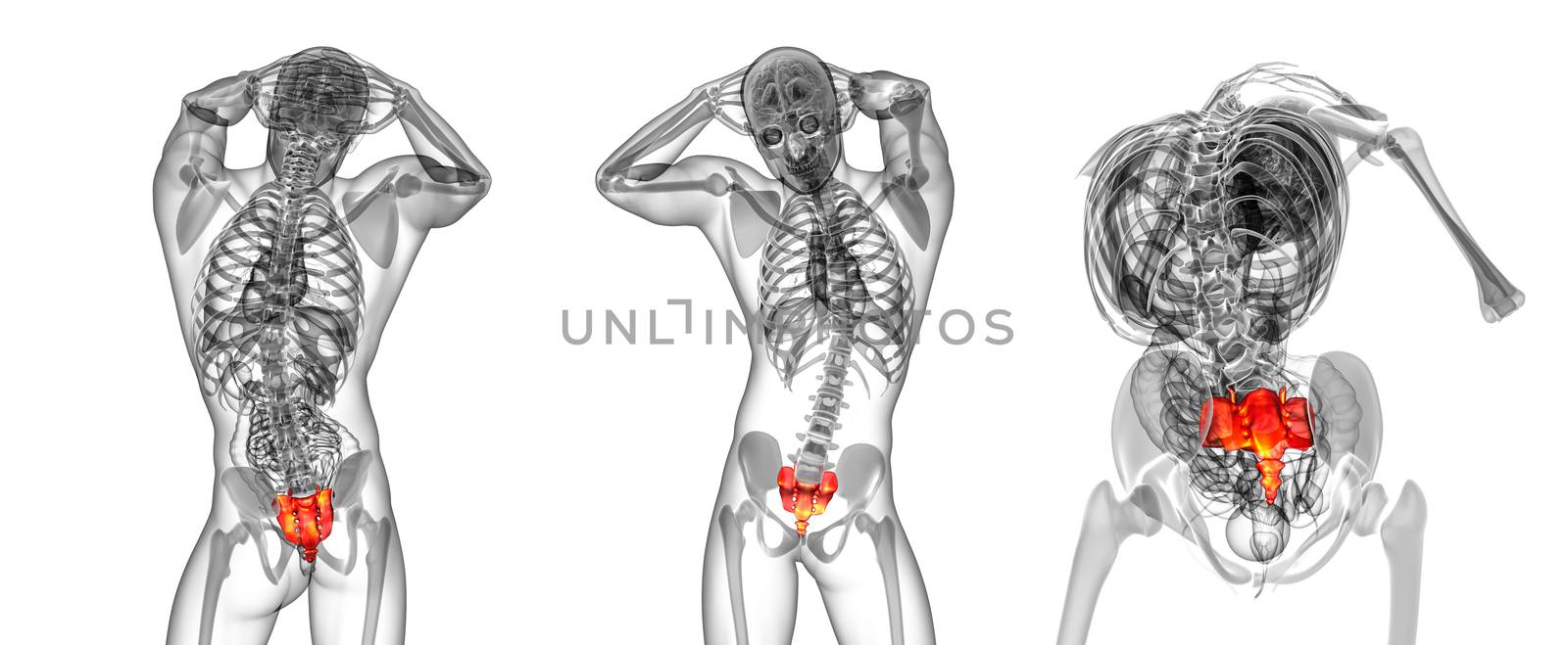 3d rendering medical illustration of the sacrum bone by maya2008