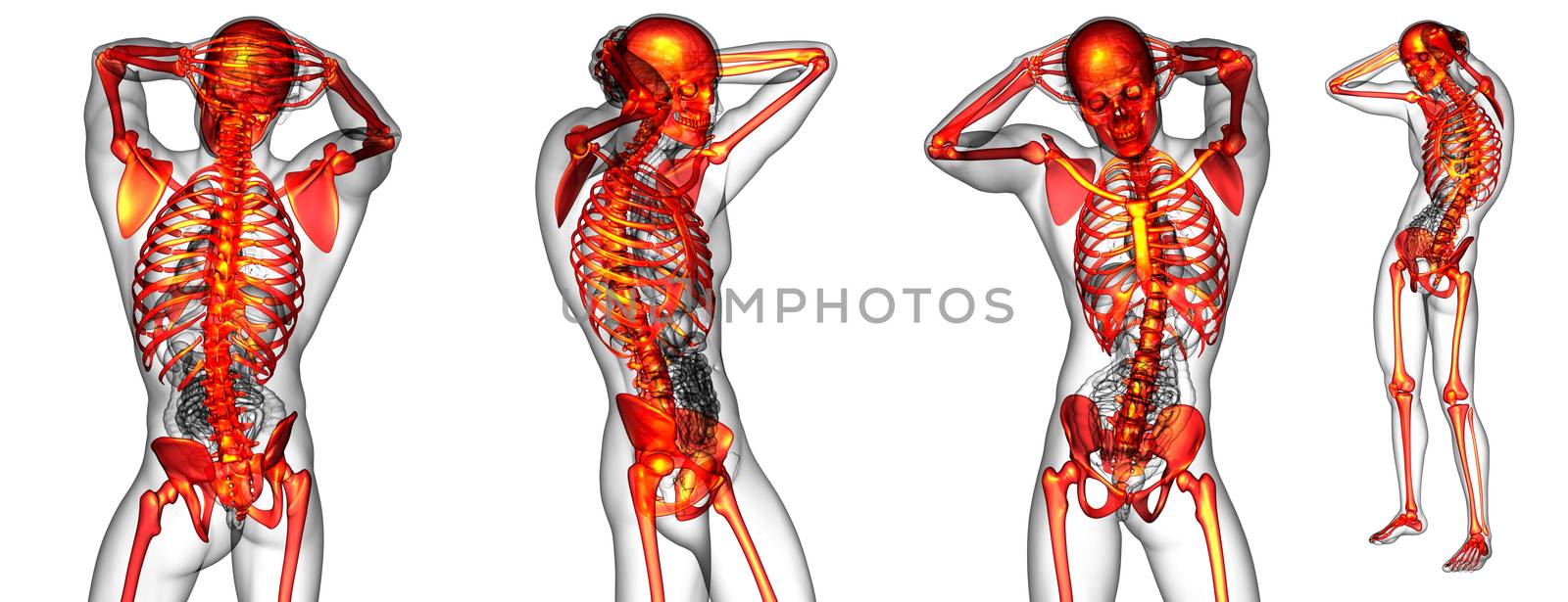 3d rendering medical illustration of the human skeleton
