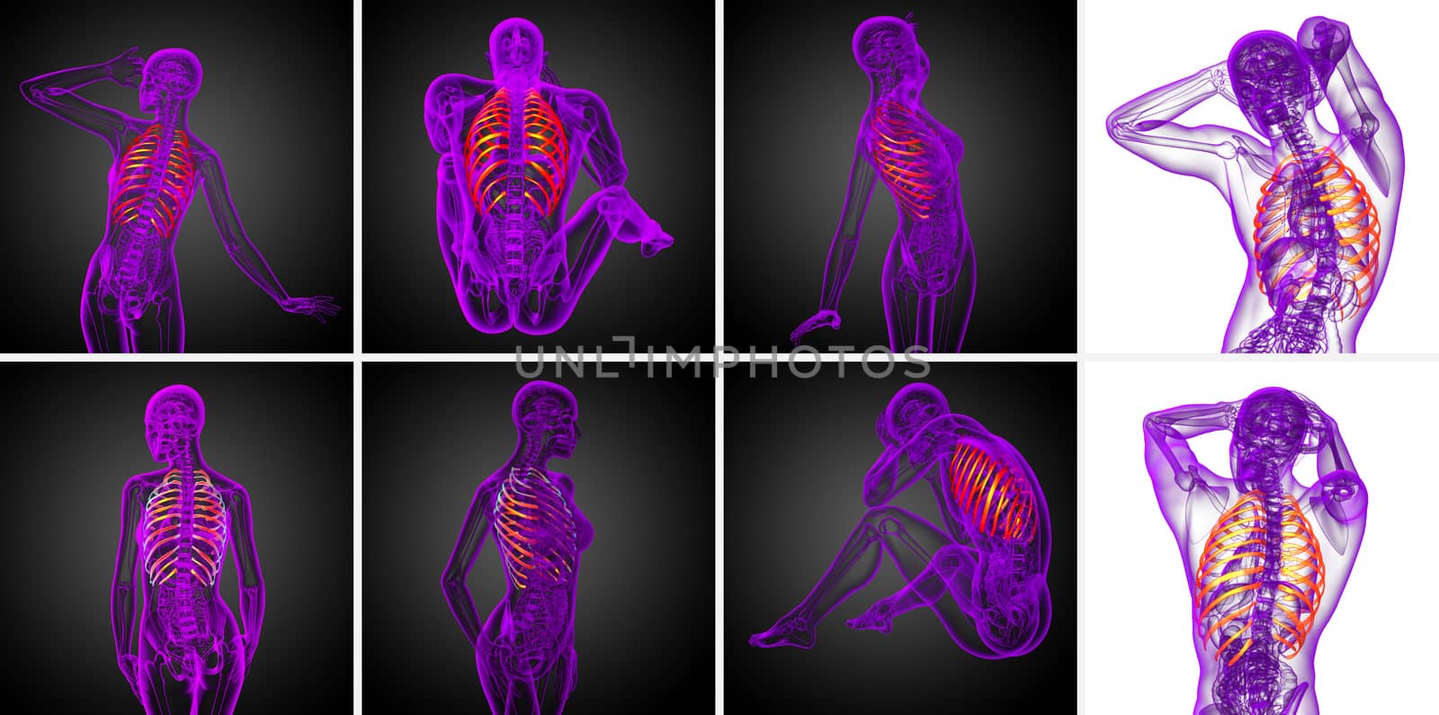 3d rendering medical illustration of the ribcage 