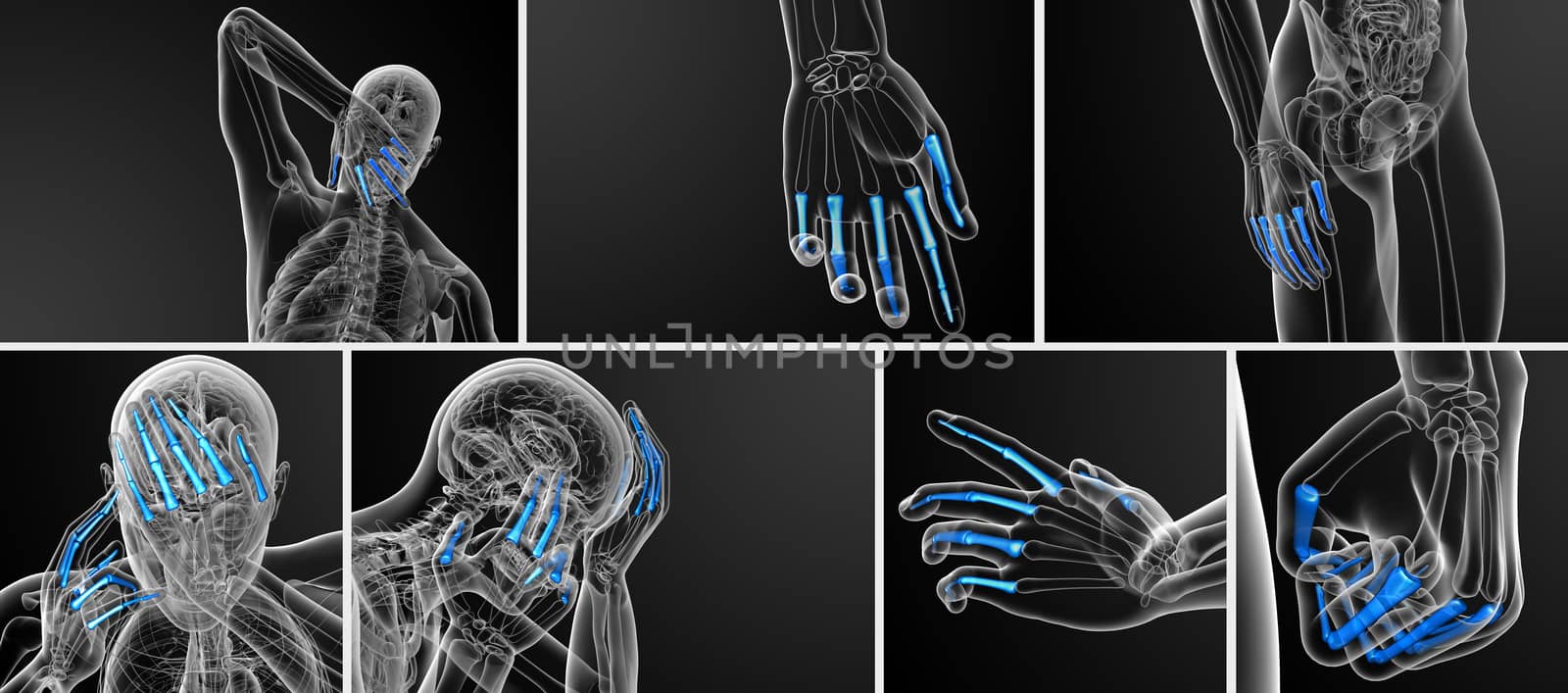 3d rendering illustration of the human phalanges hand 