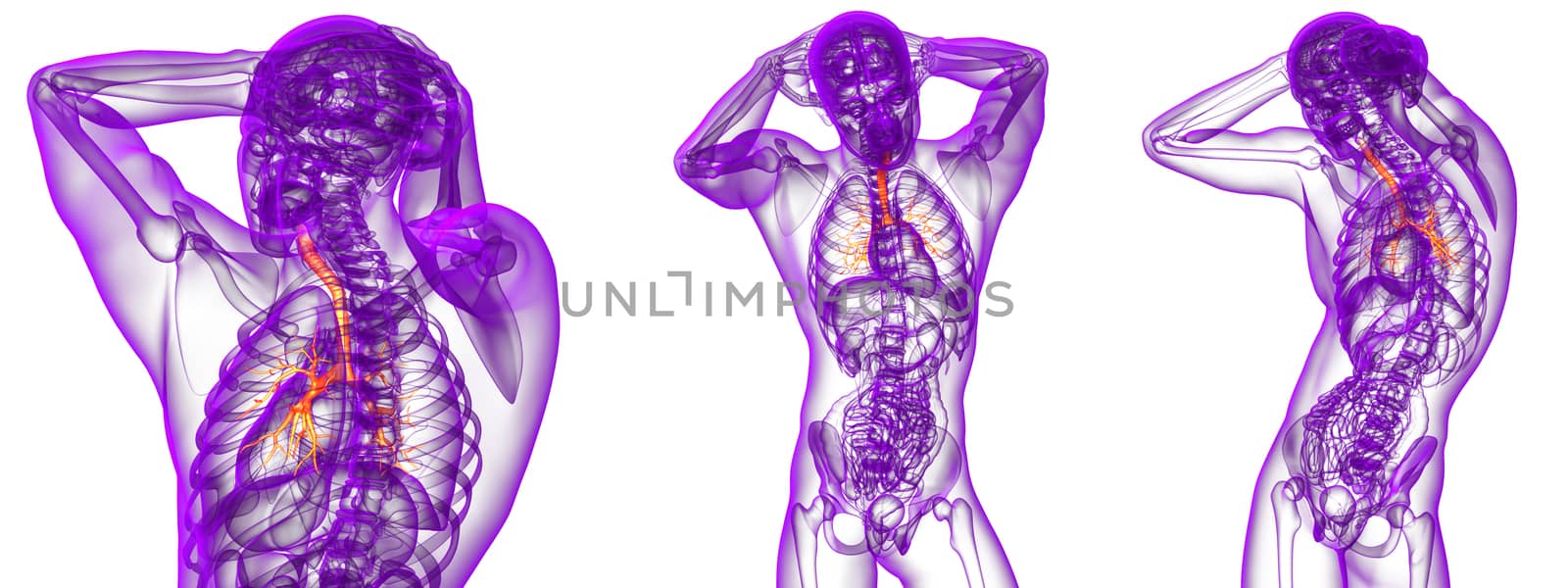 3d rendering medical illustration of the bronchi 