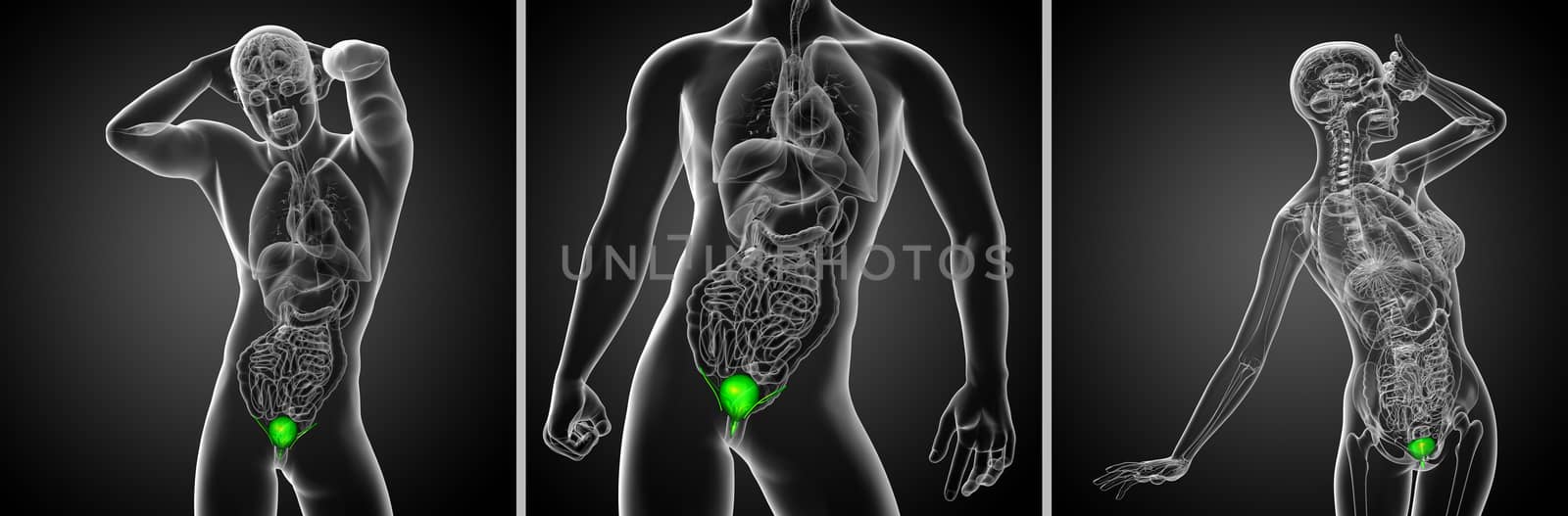 3d rendering  medical illustration of the bladder  by maya2008