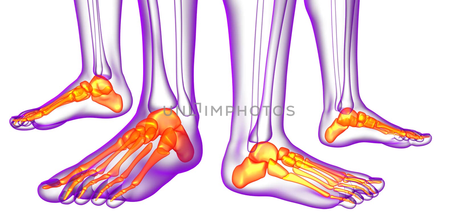 3d rendering medical illustration of the feet bone  by maya2008