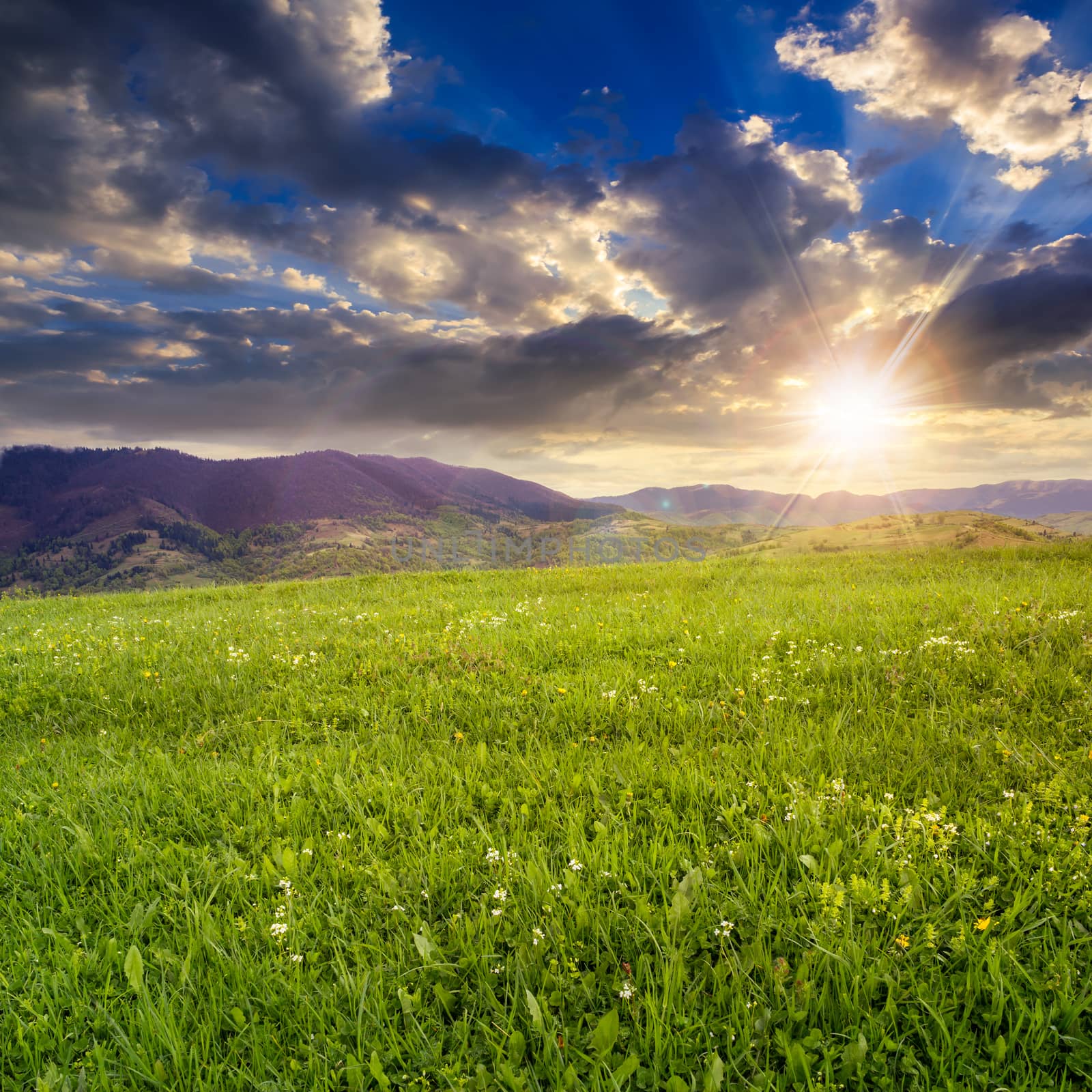 mountain summer landscape. meadow on hillside at sunset