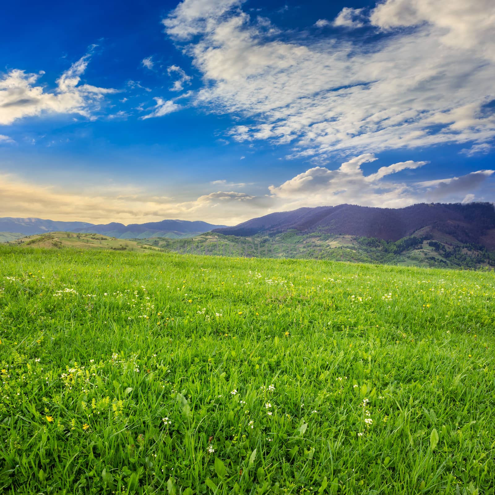 mountain summer landscape. meadow on hillside