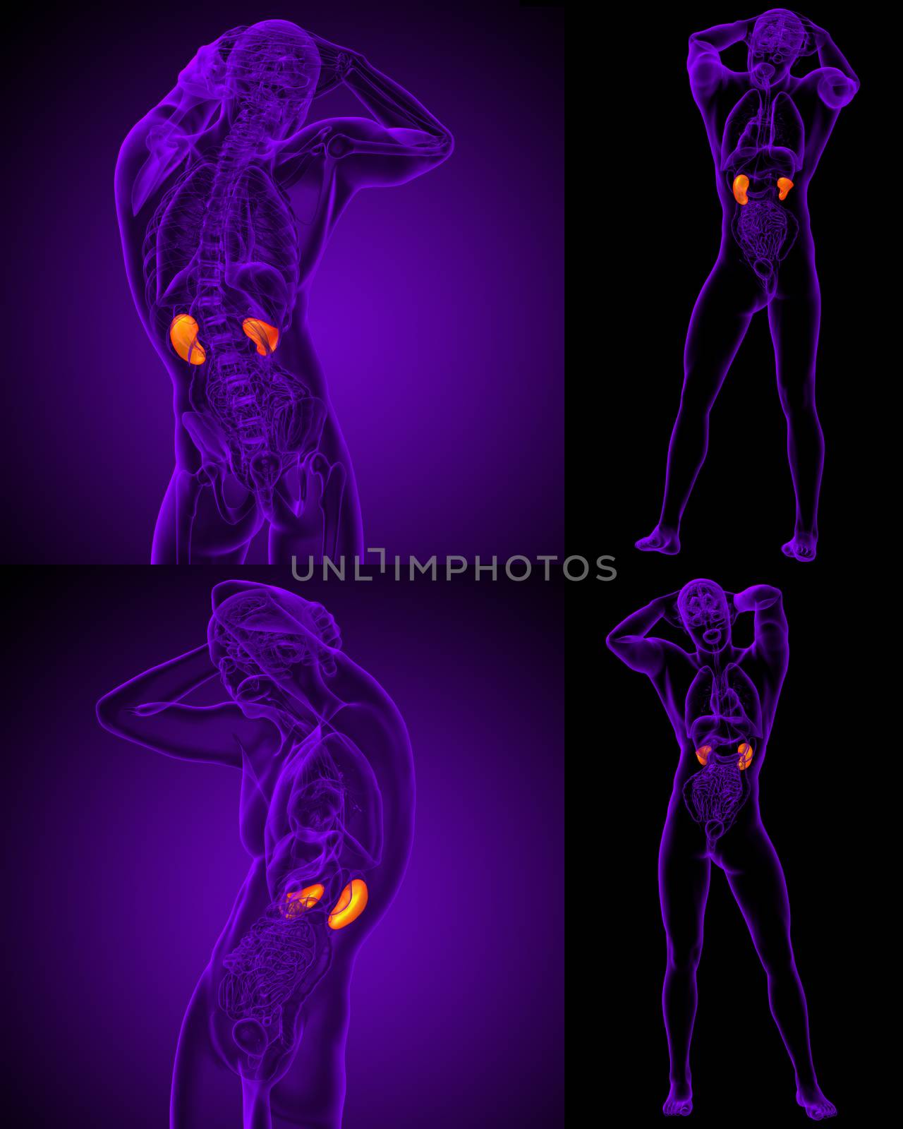 3d rendering medical illustration of the human kidney