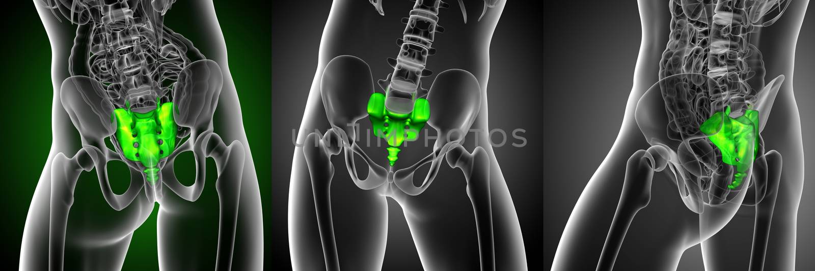 3d rendering medical illustration of the sacrum bone