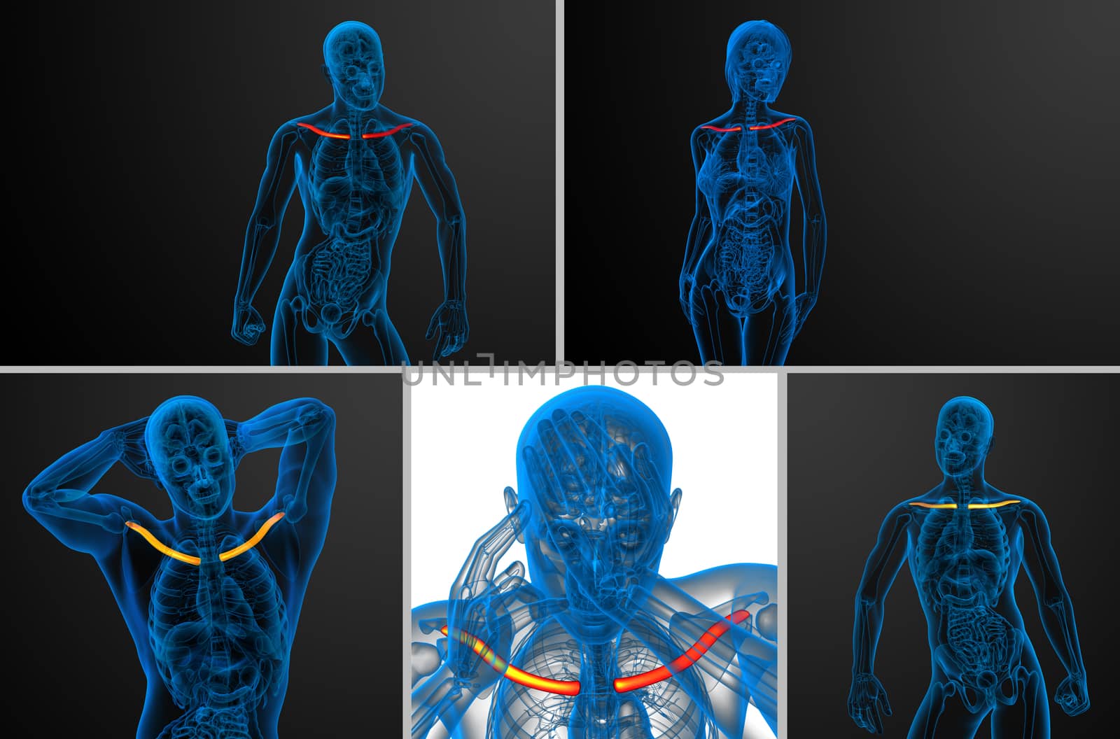 3d rendering medical illustration of the clavicle bone 