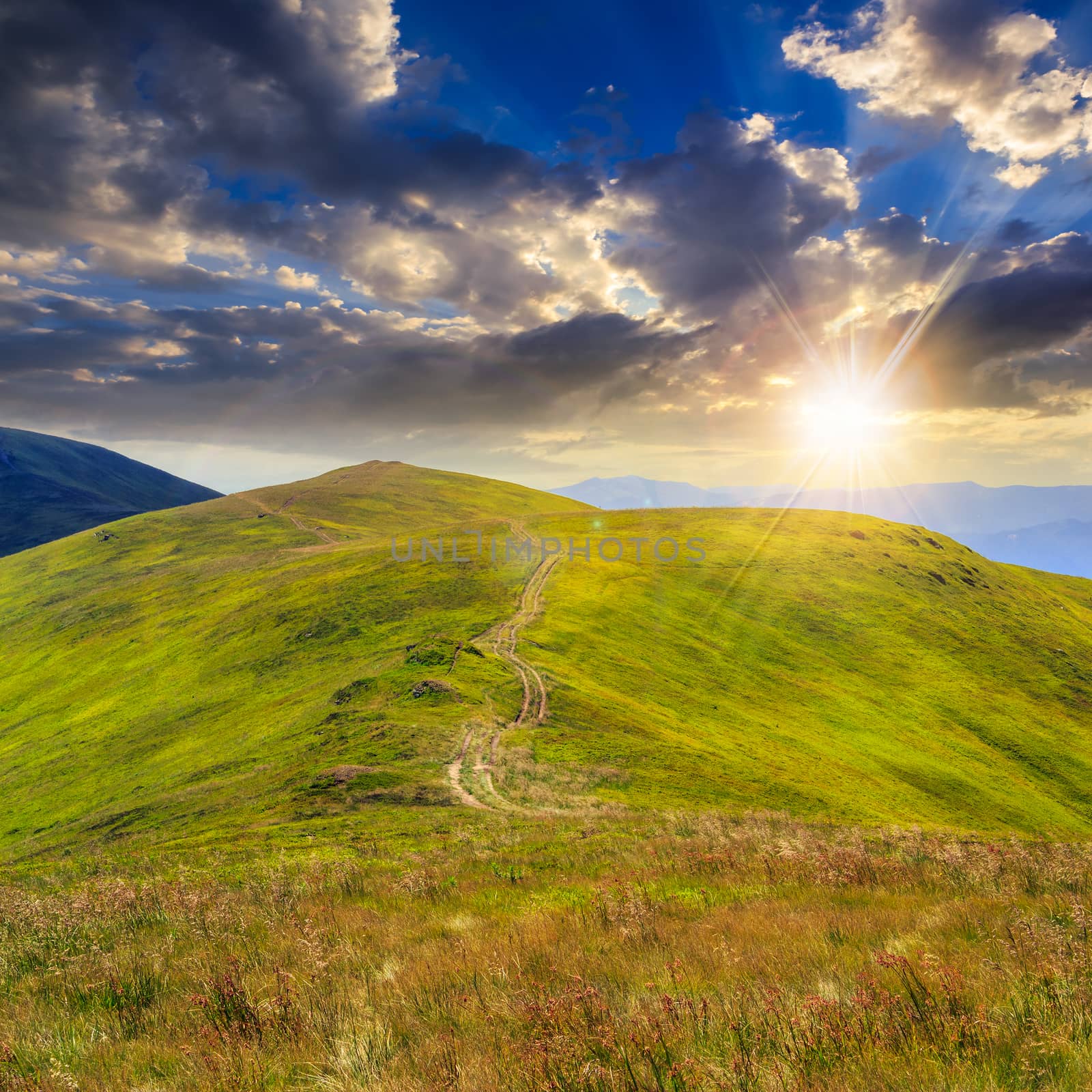 high wild plants at the mountain top at sunset by Pellinni