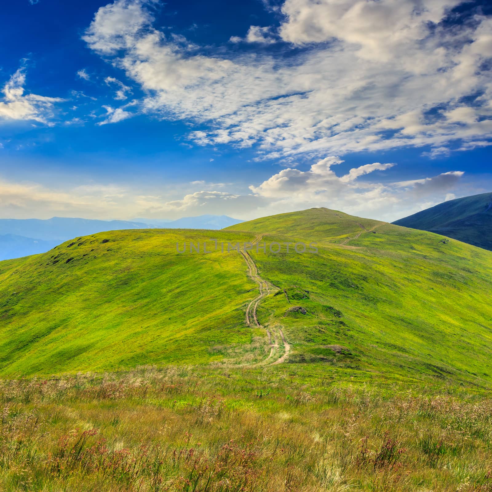 high wild plants at the mountain top by Pellinni