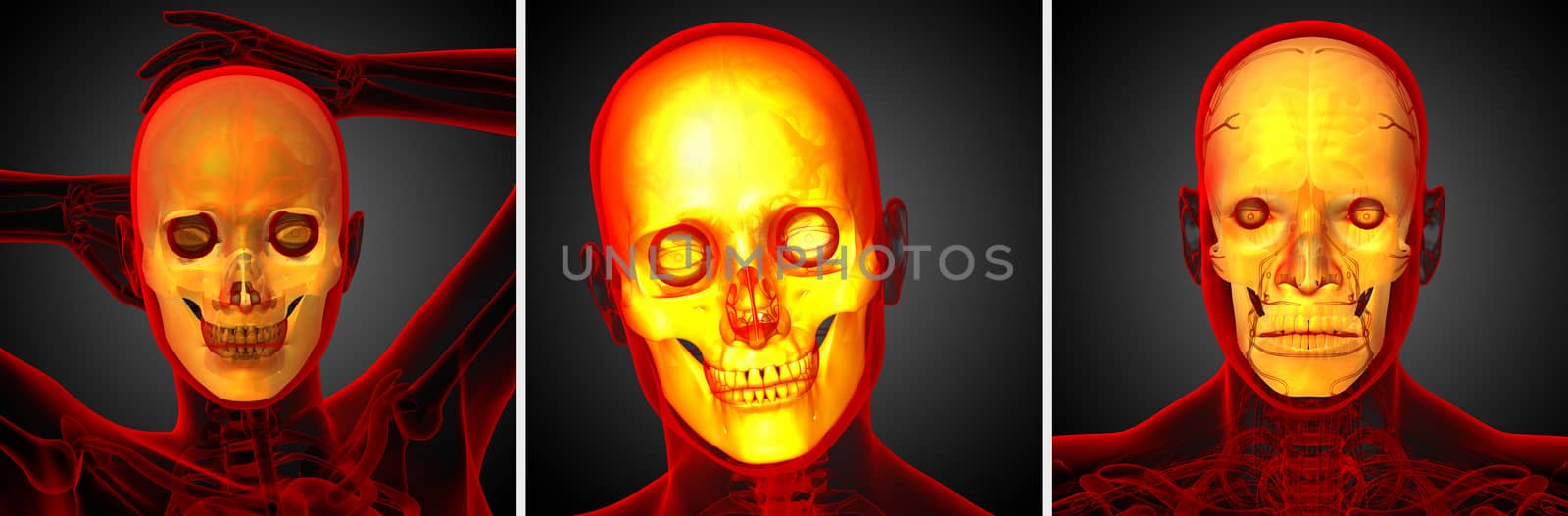 3d rendering  medical illustration of the skull 