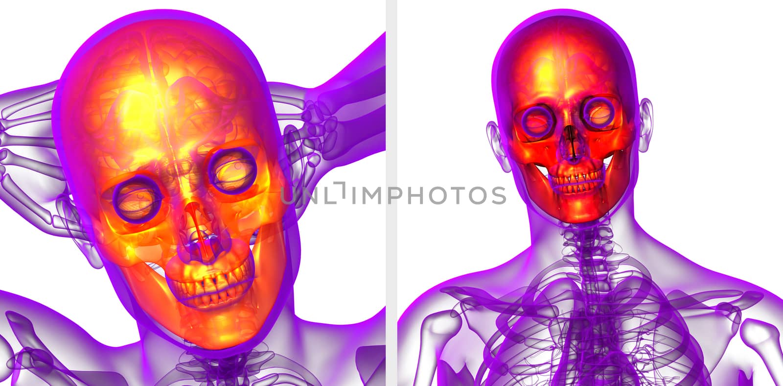 3d rendering  medical illustration of the skull 