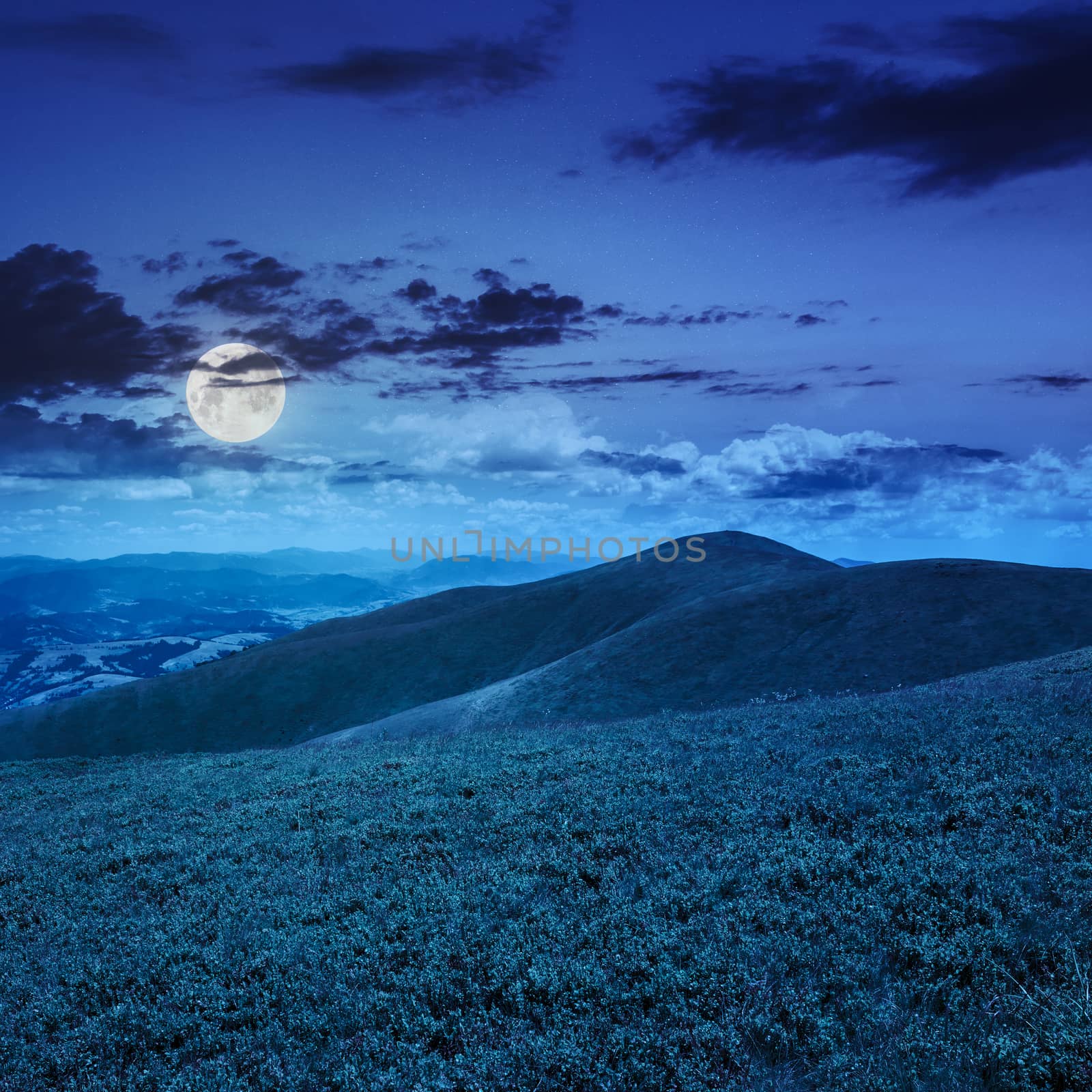 high wild plants at the mountain top at night by Pellinni