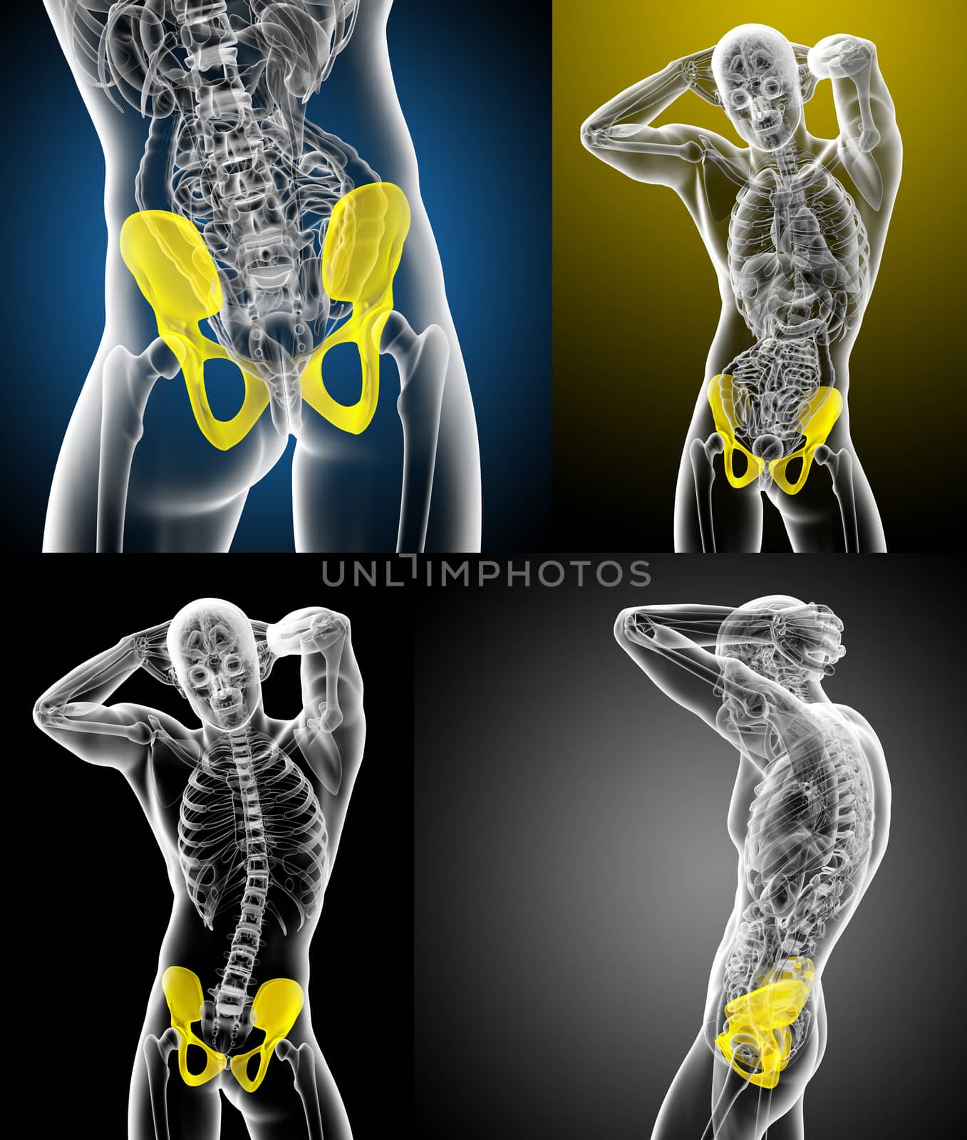 3d rendering medical illustration of the pelvis bone 