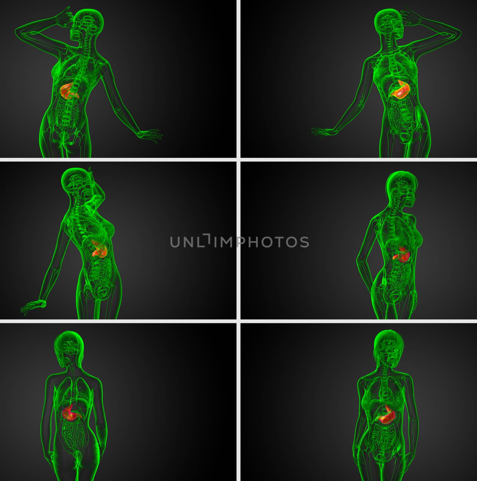 3d rendering medical illustration of the stomach - back view