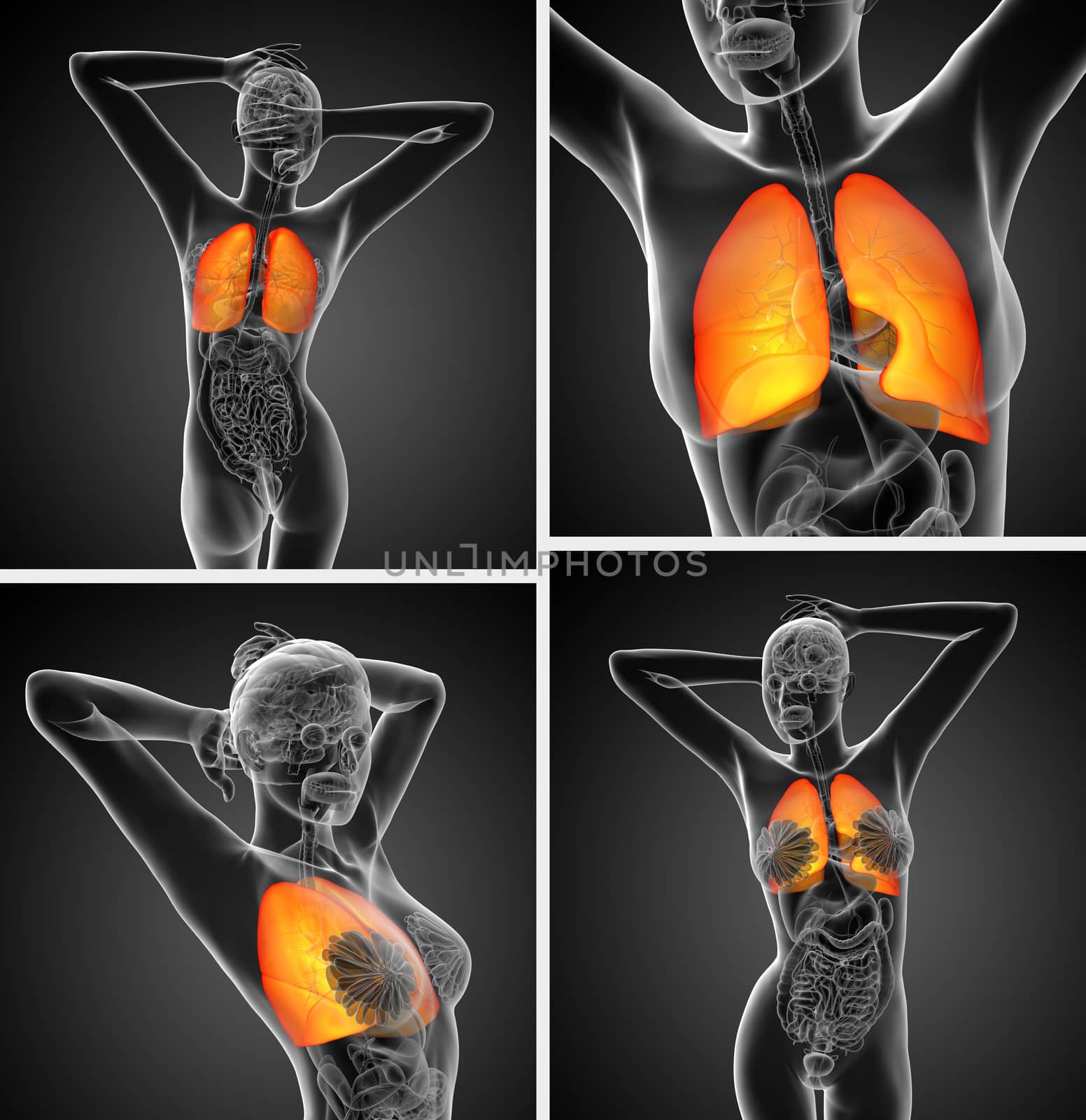 3d rendering medical illustration of the human lung 