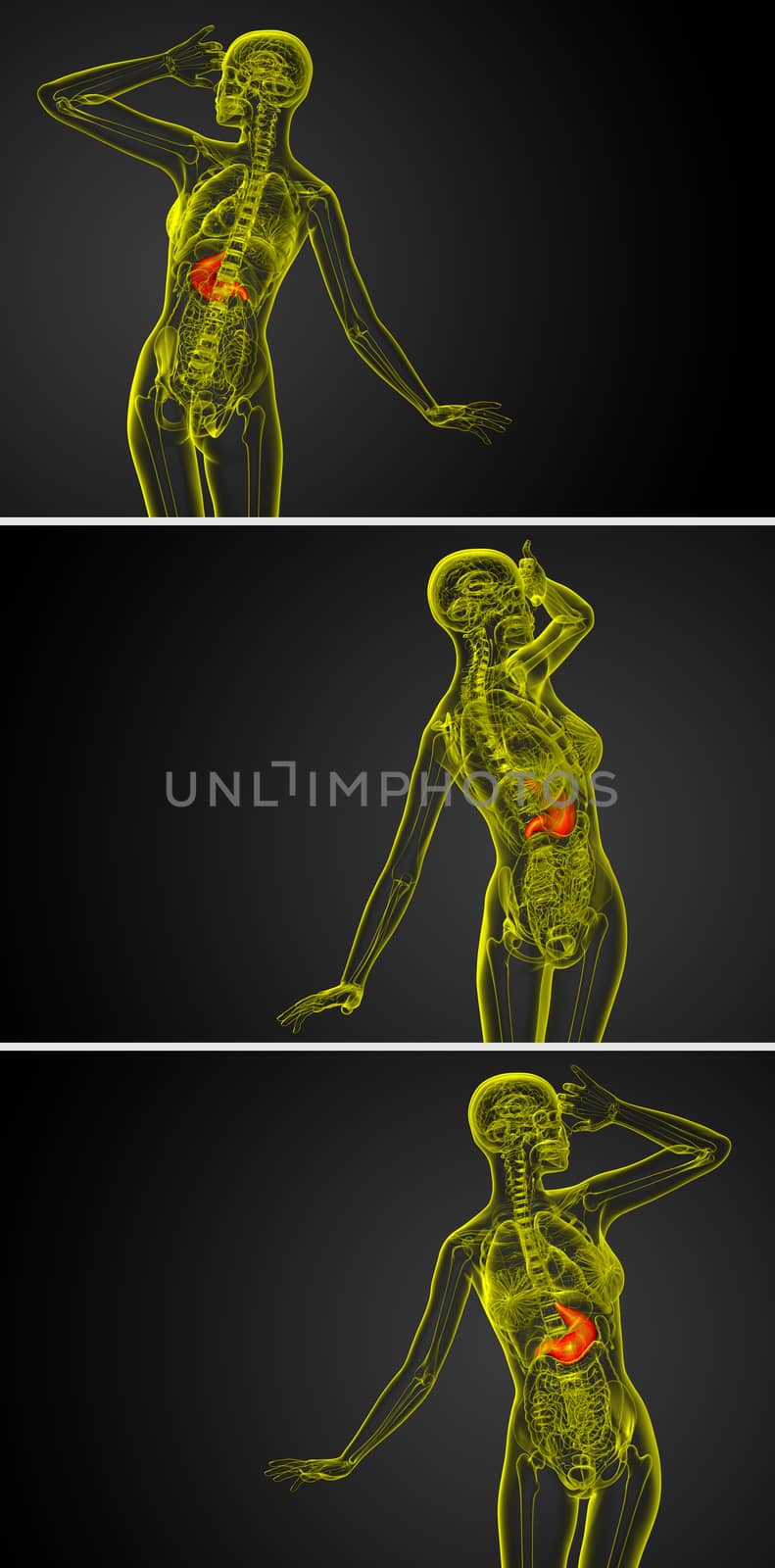 3d rendering medical illustration of the stomach