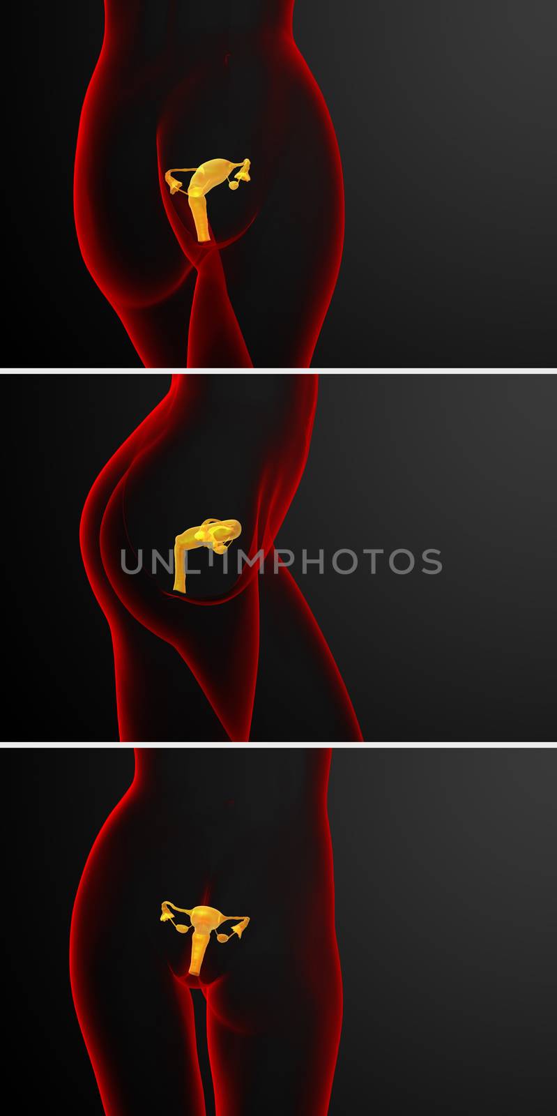 3d rendering medical illustration of the Reproductive System 