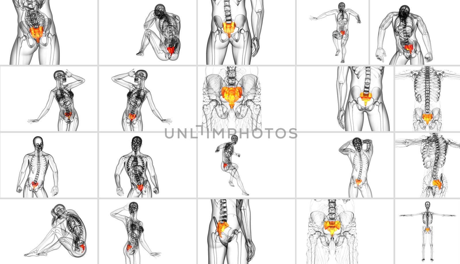 3d rendering medical illustration of the sacrum bone 