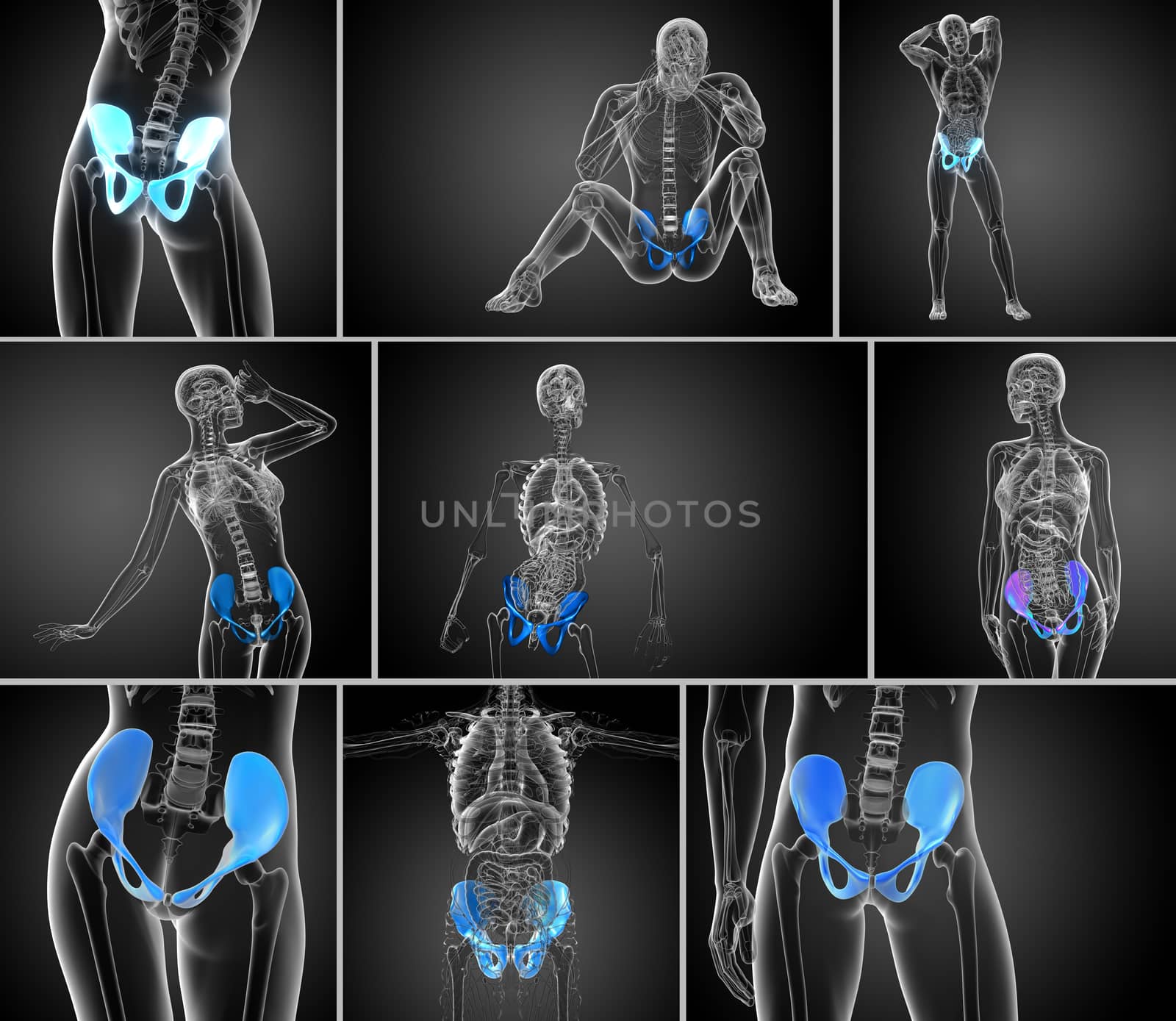 3d rendering medical illustration of the pelvis bone 