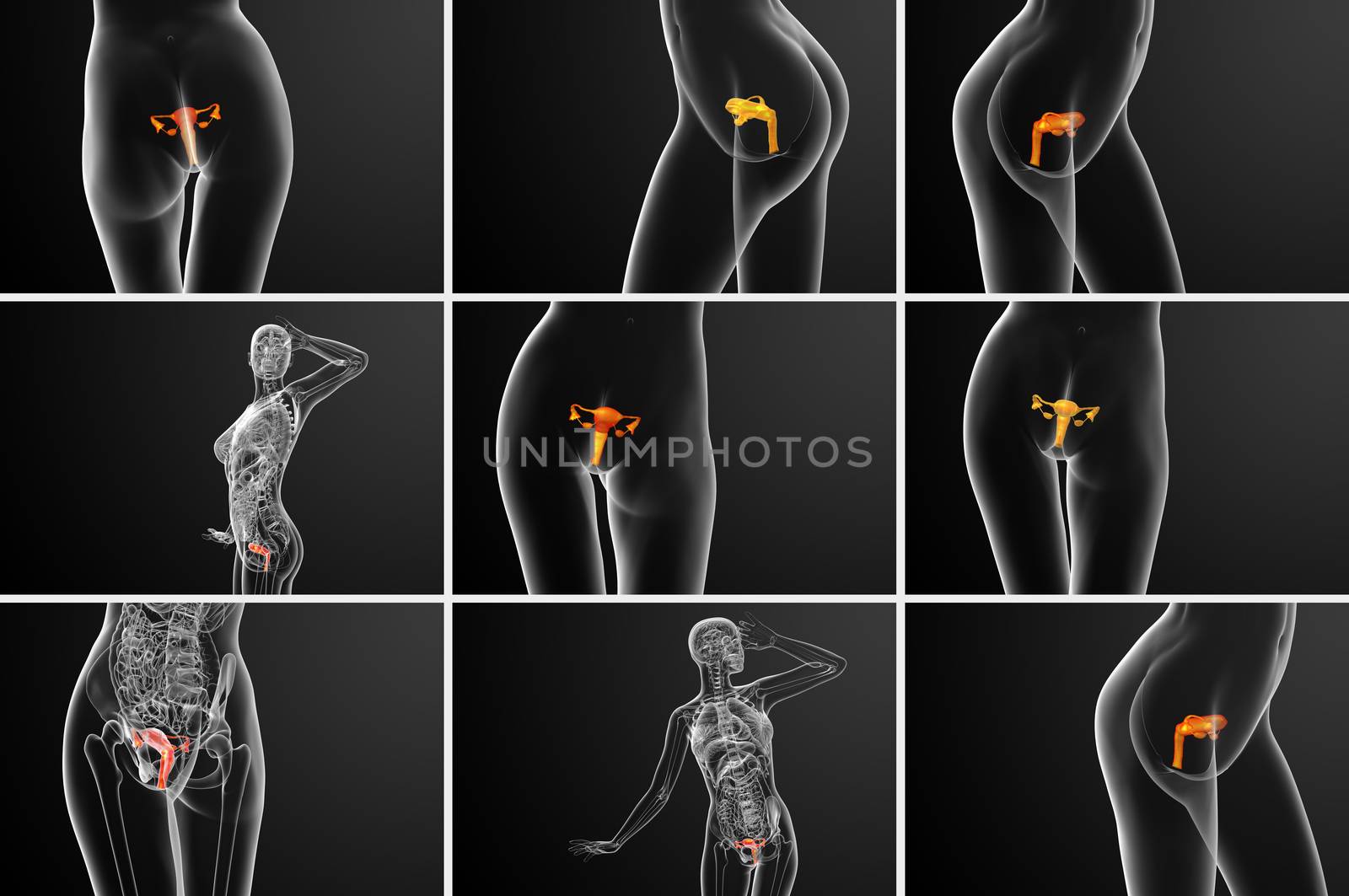 3d rendering medical illustration of the Reproductive System
