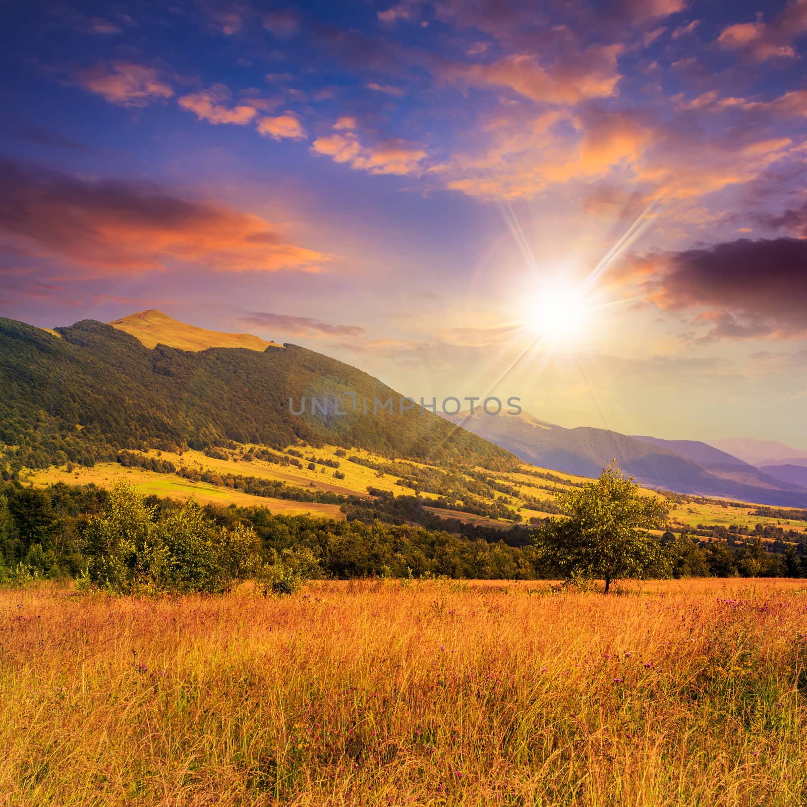 mountain summer landscape. trees near meadow and forest att the foot of the mountain under  sky with clouds at sunset