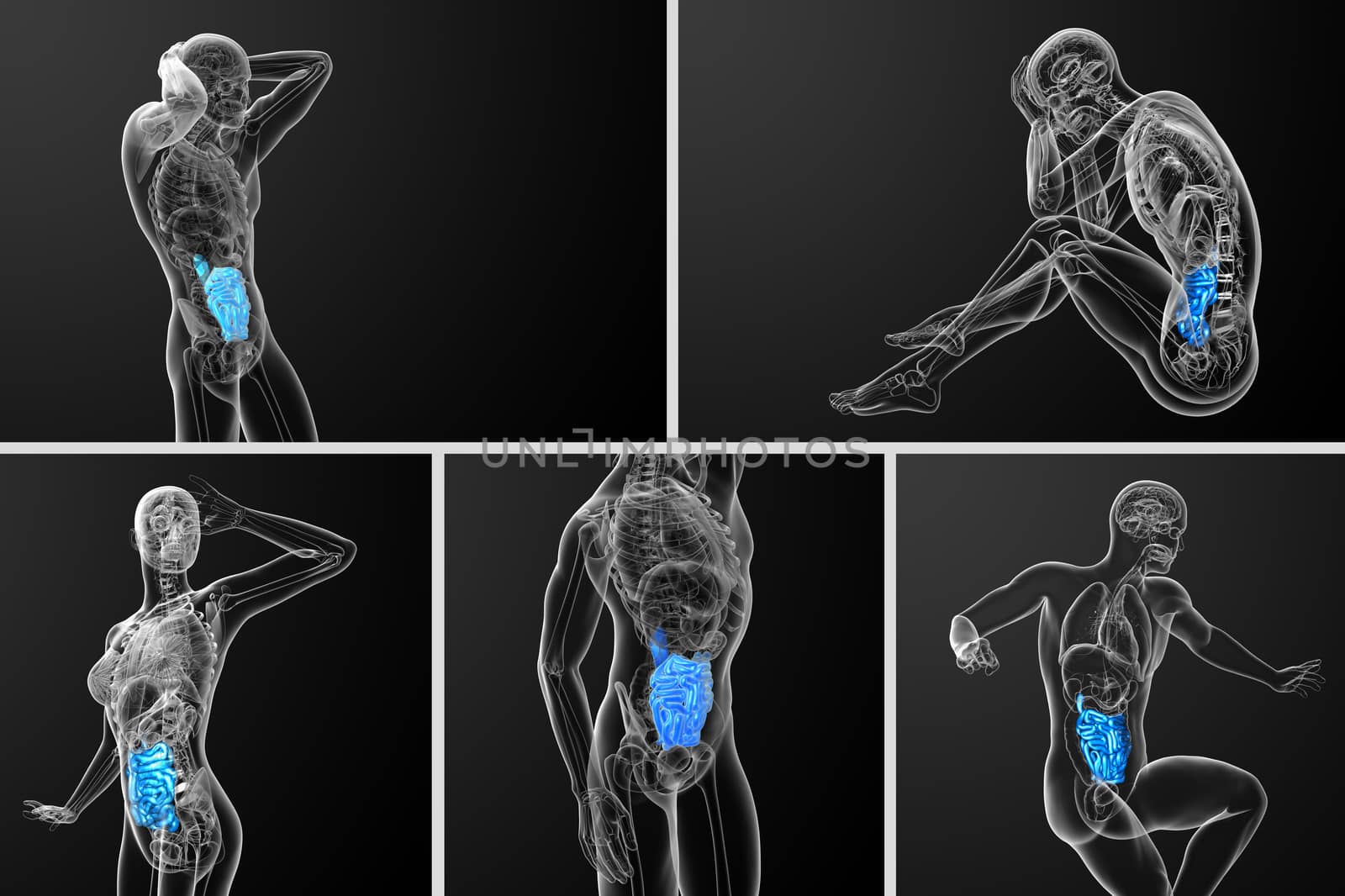 3d rendering  illustration of the small intestine 